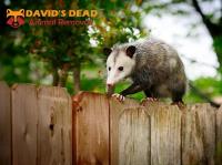 David's Dead Possum Removal Sydney image 9